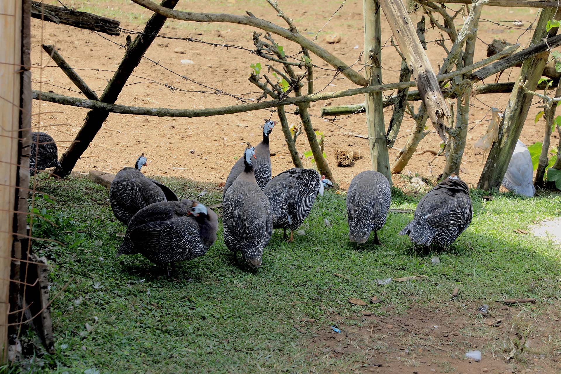 Guinea fowls in Luganda known as Enkofu, birds at the beach farm experience